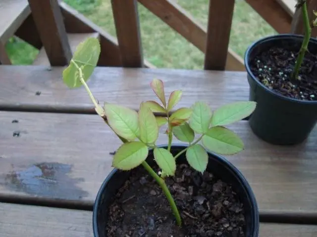 How to propagate a rose in autumn with a cutting