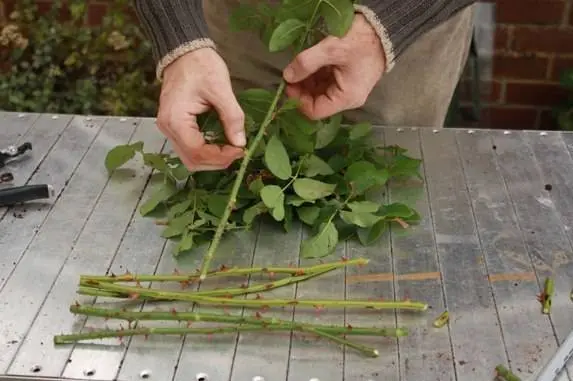 How to propagate a rose in autumn with a cutting