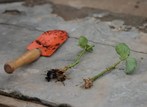 How to propagate a rose in autumn with a cutting