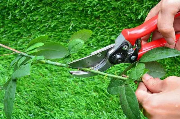 How to propagate a rose in autumn with a cutting