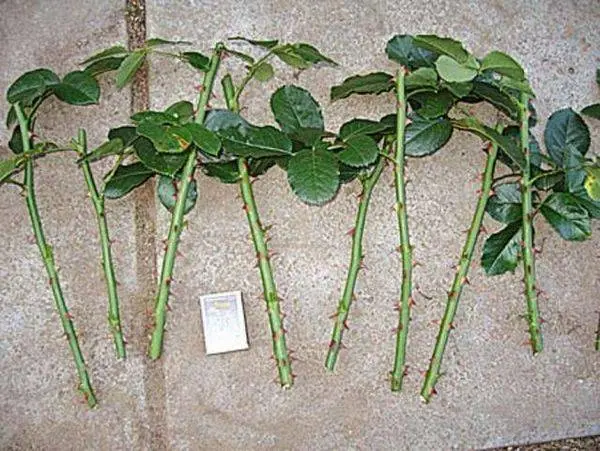 How to propagate a rose in autumn with a cutting