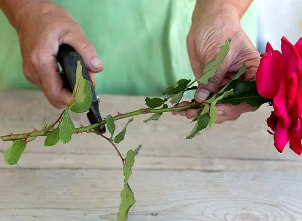 How to propagate a rose in autumn with a cutting