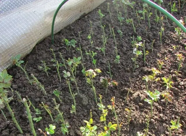 How to propagate a rose in autumn with a cutting