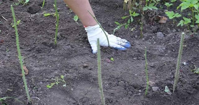 How to propagate a rose in autumn with a cutting