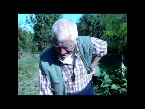 How to propagate a walnut