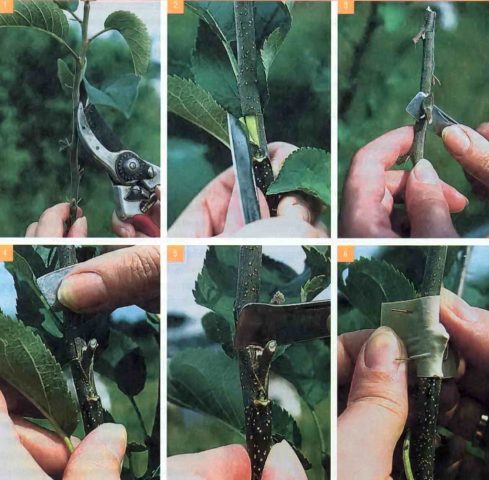 How to propagate a walnut