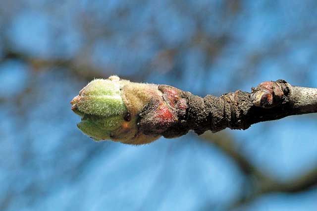 How to propagate a walnut