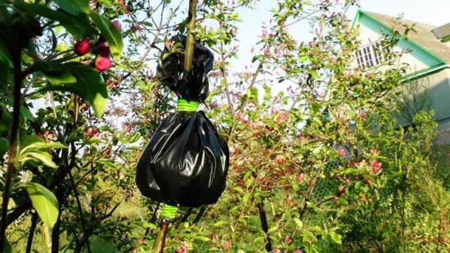 How to propagate an apple tree by air layering