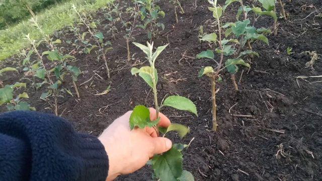 How to propagate an apple tree by air layering