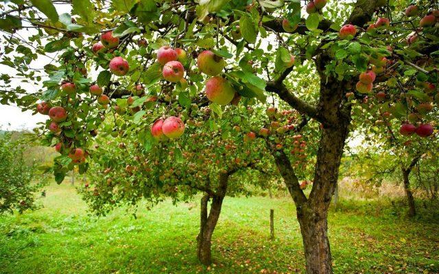 How to propagate an apple tree by air layering