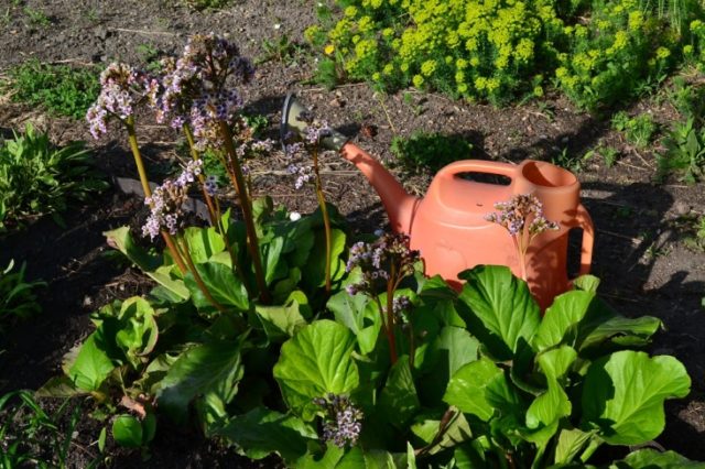 How to propagate bergenia: planting seeds, dividing the bush and other methods