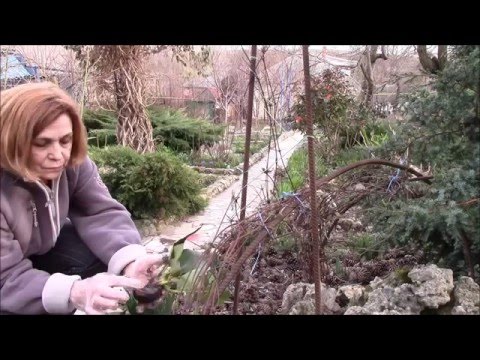 How to propagate bergenia: planting seeds, dividing the bush and other methods