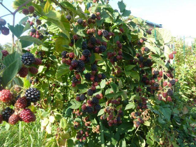 How to propagate blackberries with cuttings at home: in autumn, spring, summer, video