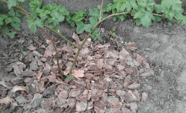 How to propagate blackberries with cuttings at home: in autumn, spring, summer, video