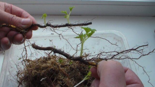 How to propagate blackberries with cuttings at home: in autumn, spring, summer, video