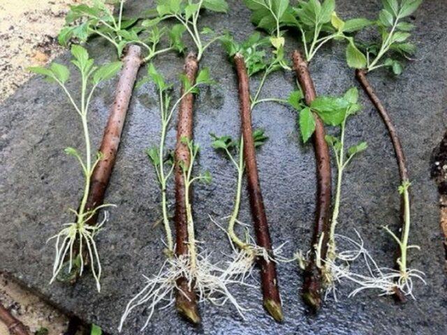 How to propagate blackberries with cuttings at home: in autumn, spring, summer, video