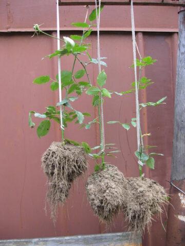 How to propagate blackberries with cuttings at home: in autumn, spring, summer, video