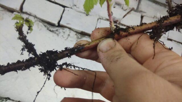 How to propagate blackberries with cuttings at home: in autumn, spring, summer, video