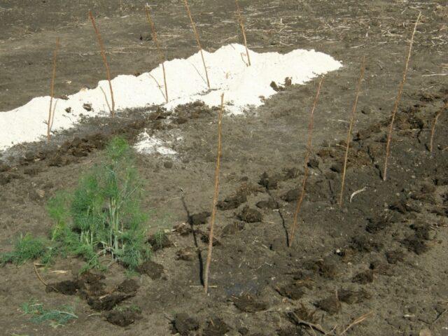 How to propagate blackberries with cuttings at home: in autumn, spring, summer, video