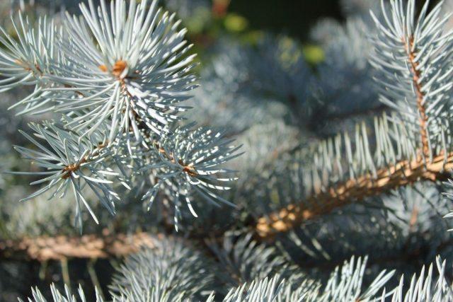 How to propagate blue spruce cuttings at home