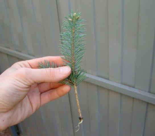 How to propagate blue spruce cuttings at home