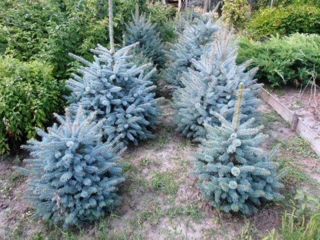 How to propagate blue spruce cuttings at home