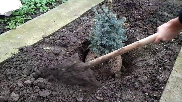 How to propagate blue spruce cuttings at home