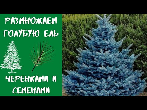 How to propagate blue spruce cuttings at home