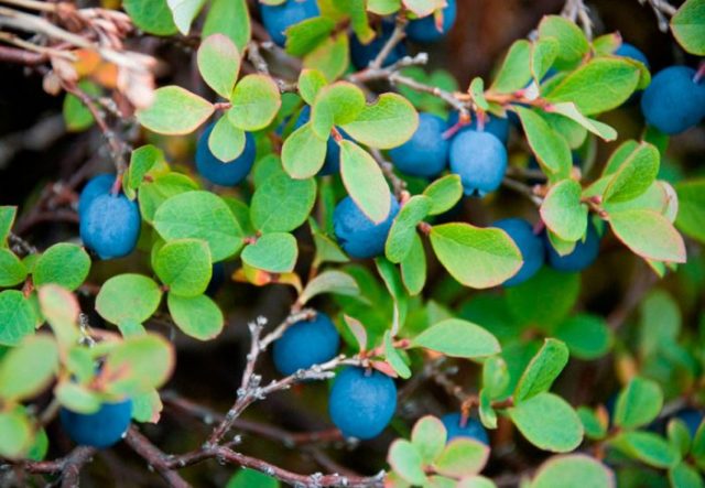 How to propagate blueberries: cuttings, layering, dividing the bush, timing