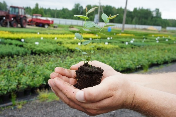 How to propagate blueberries: cuttings, layering, dividing the bush, timing