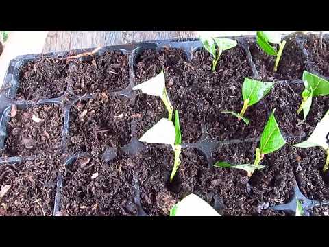 How to propagate blueberries: cuttings, layering, dividing the bush, timing