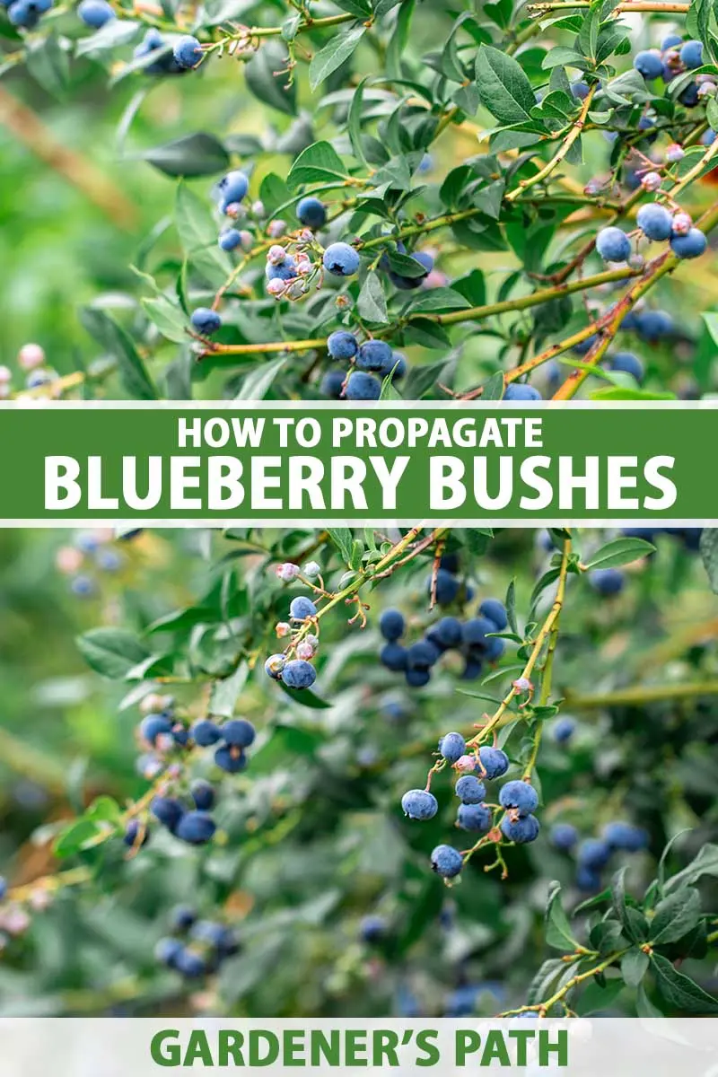 How to propagate blueberries: cuttings, layering, dividing the bush, timing