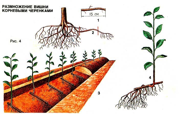 How to propagate cherries - ways