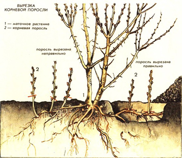 How to propagate cherries - ways