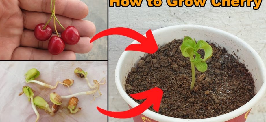 How to propagate cherries &#8211; ways