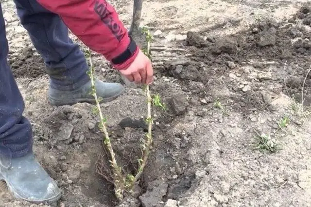 How to propagate garden blackberries: in autumn, spring, without thorns, climbing, bush, seeds