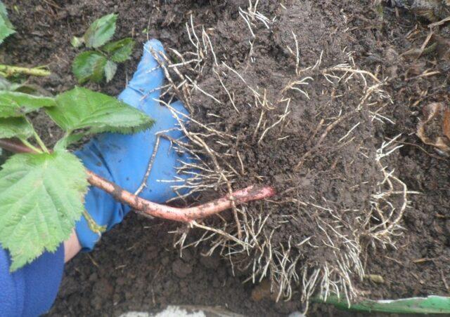 How to propagate garden blackberries: in autumn, spring, without thorns, climbing, bush, seeds