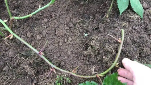 How to propagate garden blackberries: in autumn, spring, without thorns, climbing, bush, seeds