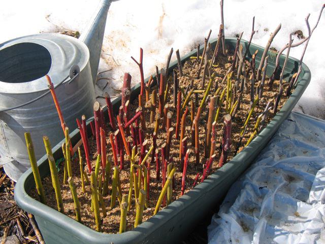 How to propagate gooseberries by cuttings, layering: in spring, summer, autumn, video, instructions and cutting rules