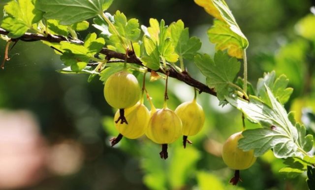 How to propagate gooseberries by cuttings, layering: in spring, summer, autumn, video, instructions and cutting rules