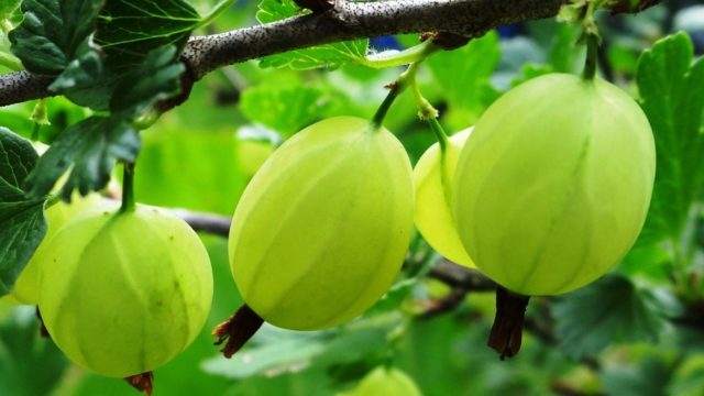 How to propagate gooseberries by cuttings, layering: in spring, summer, autumn, video, instructions and cutting rules