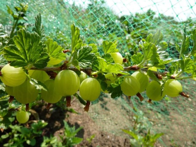 How to propagate gooseberries by cuttings, layering: in spring, summer, autumn, video, instructions and cutting rules