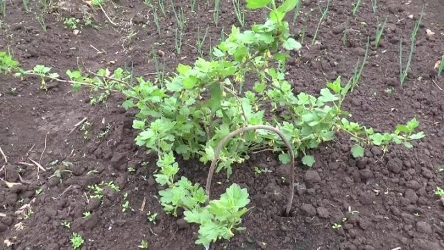 How to propagate gooseberries by cuttings, layering: in spring, summer, autumn, video, instructions and cutting rules