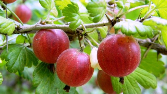 How to propagate gooseberries by cuttings, layering: in spring, summer, autumn, video, instructions and cutting rules