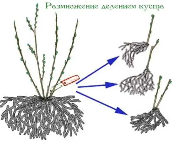 How to propagate honeysuckle from a bush: in summer, spring and autumn