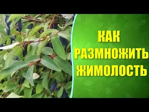 How to propagate honeysuckle from a bush: in summer, spring and autumn