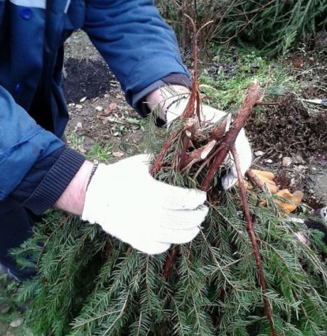 How to propagate honeysuckle from a bush: in summer, spring and autumn