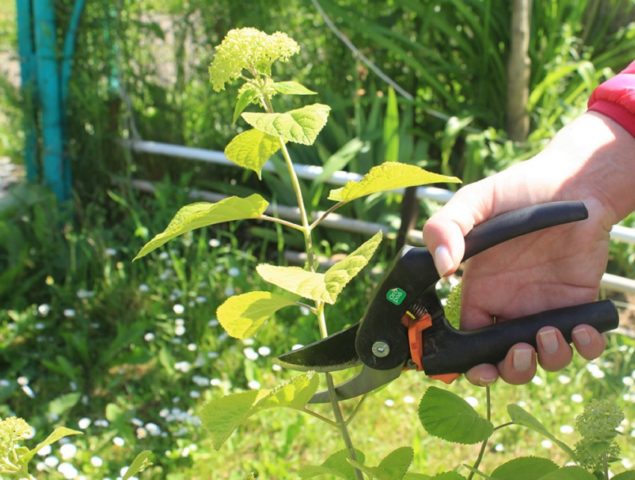 How to propagate hydrangea cuttings in spring