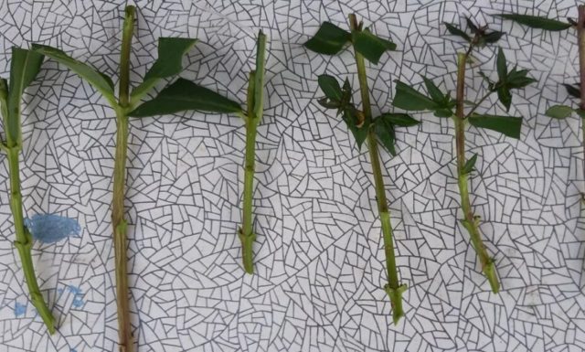 How to propagate hydrangea cuttings in spring