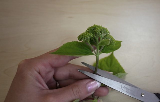 How to propagate hydrangea cuttings in spring